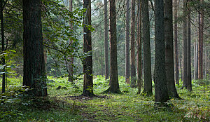 Skogen